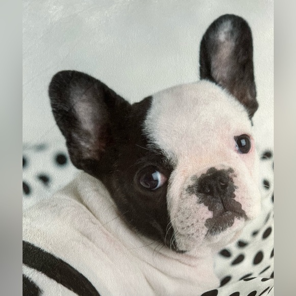 NWOT pet bed/pillow - large French Bulldog pet bed or decorative pillow - Picture 2 of 4